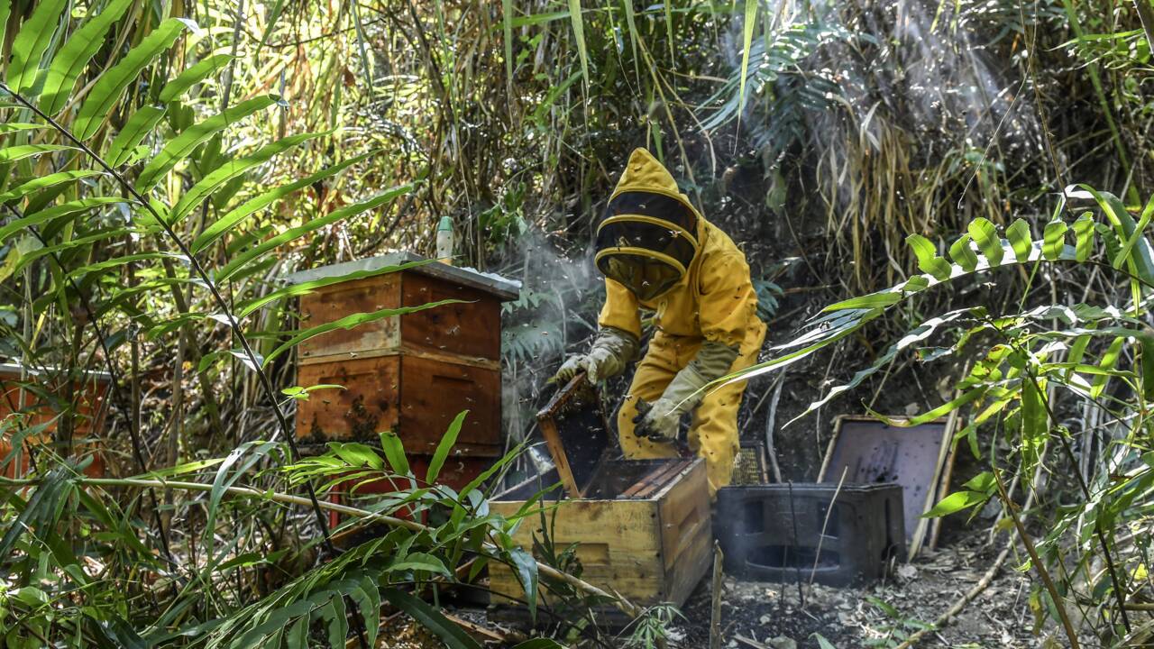 En Colombie, suspension du fipronil, pesticide qui empoisonne les abeilles