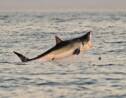 L'usage de répulsifs anti-requins pourrait sauver un millier de vies, selon une étude