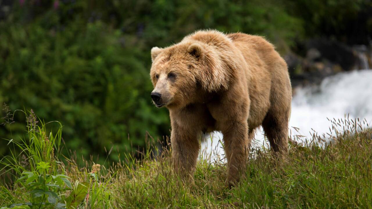 Etats-Unis : des ours n'ont plus peur de l'homme à cause d'une maladie mortelle