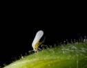 Le secret de cette mouche résistante aux insecticides percé par des scientifiques