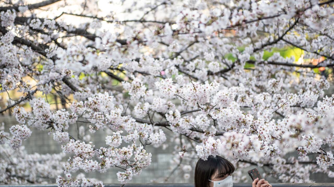 Au Japon, la floraison des cerisiers s'est faite en un temps record