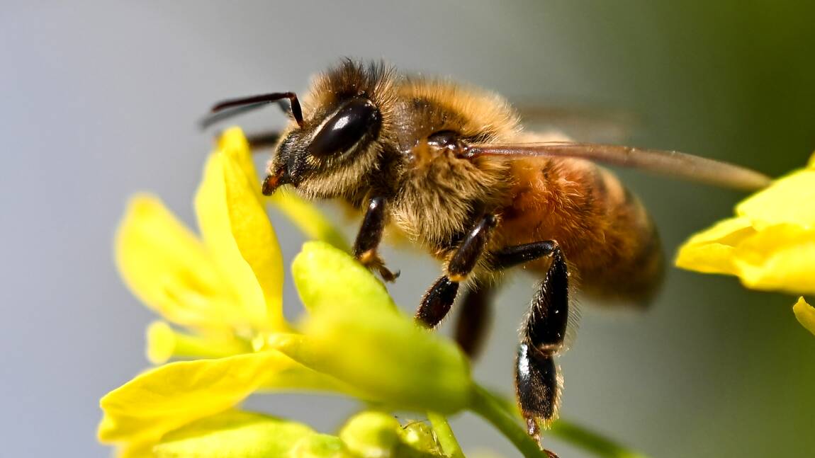 L'Union européenne ouvre la voie à de nouveaux efforts de protection des abeilles