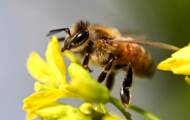 The European Union is paving the way for new bee conservation efforts
