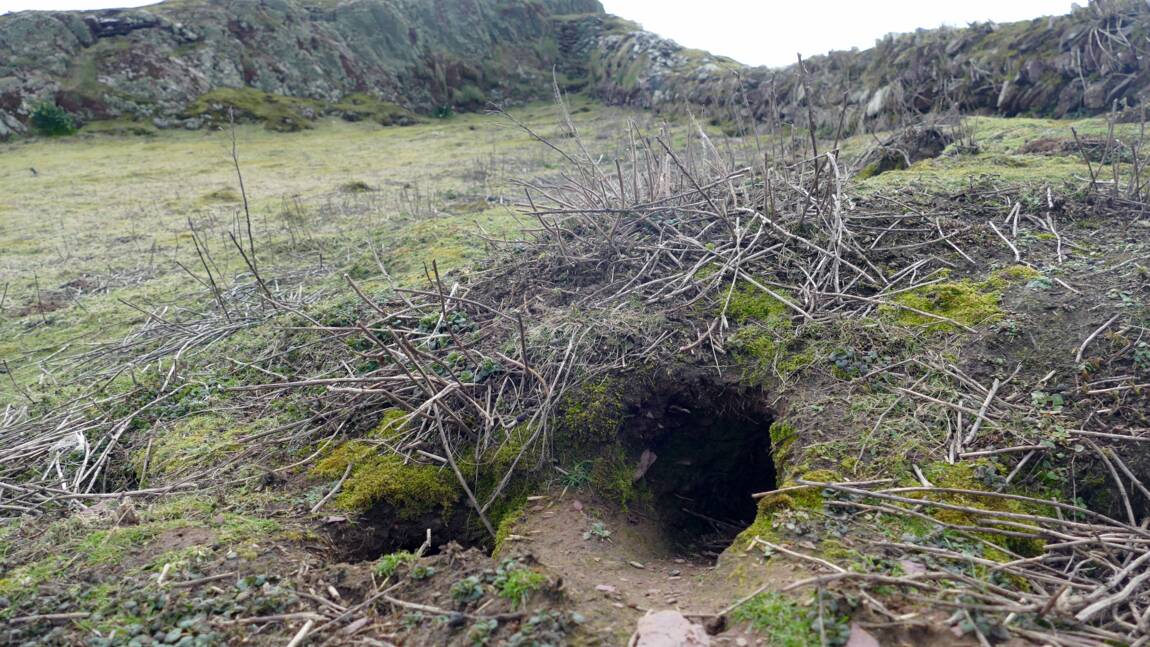 Des lapins déterrent des objets vieux de milliers d'années sur une île galloise