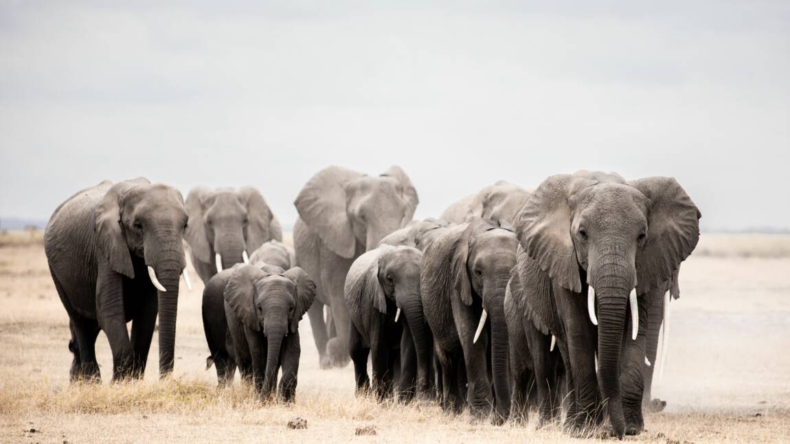 Les éléphants africains occuperaient moins de 20% de leur habitat favorable