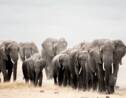 Les éléphants africains occuperaient moins de 20% de leur habitat favorable