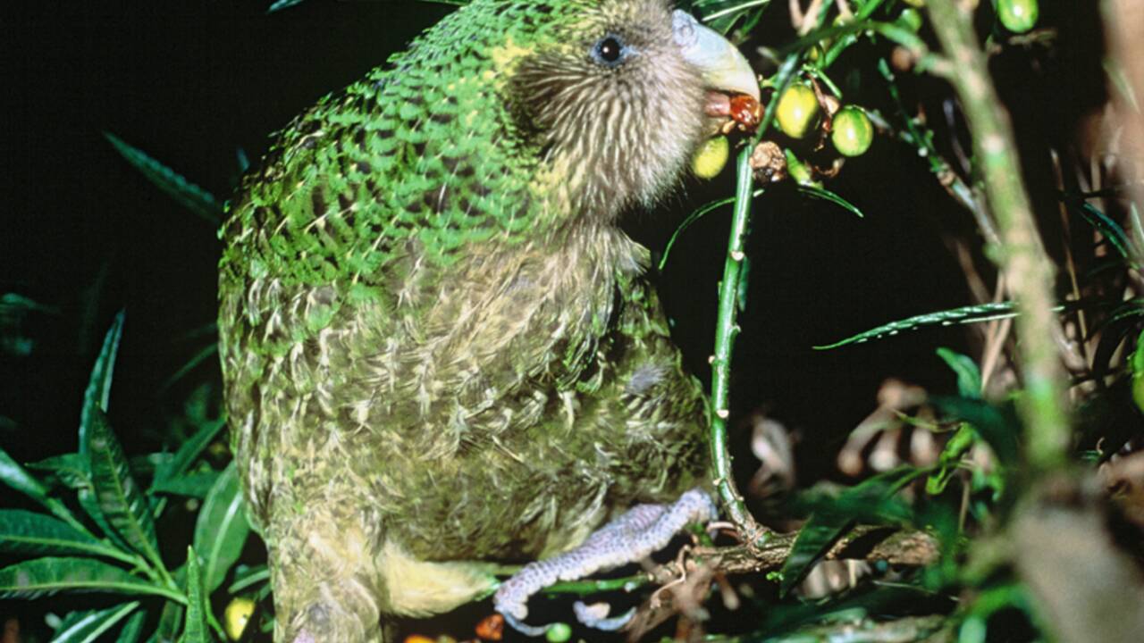 Le kakapo, ce perroquet néo-zélandais qui est incapable de voler