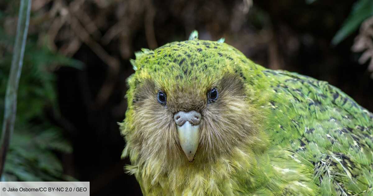 Le Kakapo Ce Perroquet Neo Zelandais Qui Est Incapable De Voler Geo Fr