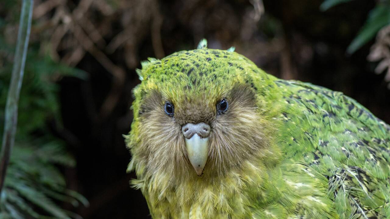 Le kakapo, ce perroquet néo-zélandais qui est incapable de voler