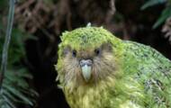 The Kakapo, this New Zealand parrot that is unable to fly