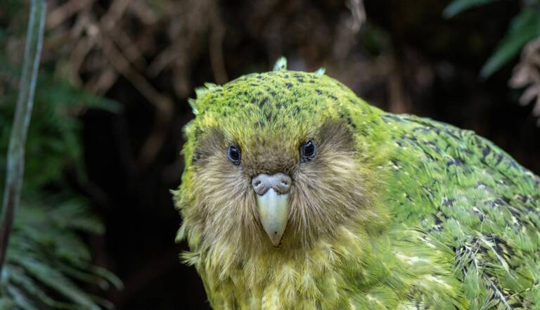 Le kakapo, ce perroquet néo-zélandais qui est incapable de voler - Geo.fr