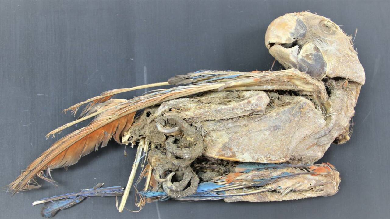 Des perroquets momifiés découverts dans le désert d'Atacama ouvrent une fenêtre sur le passé