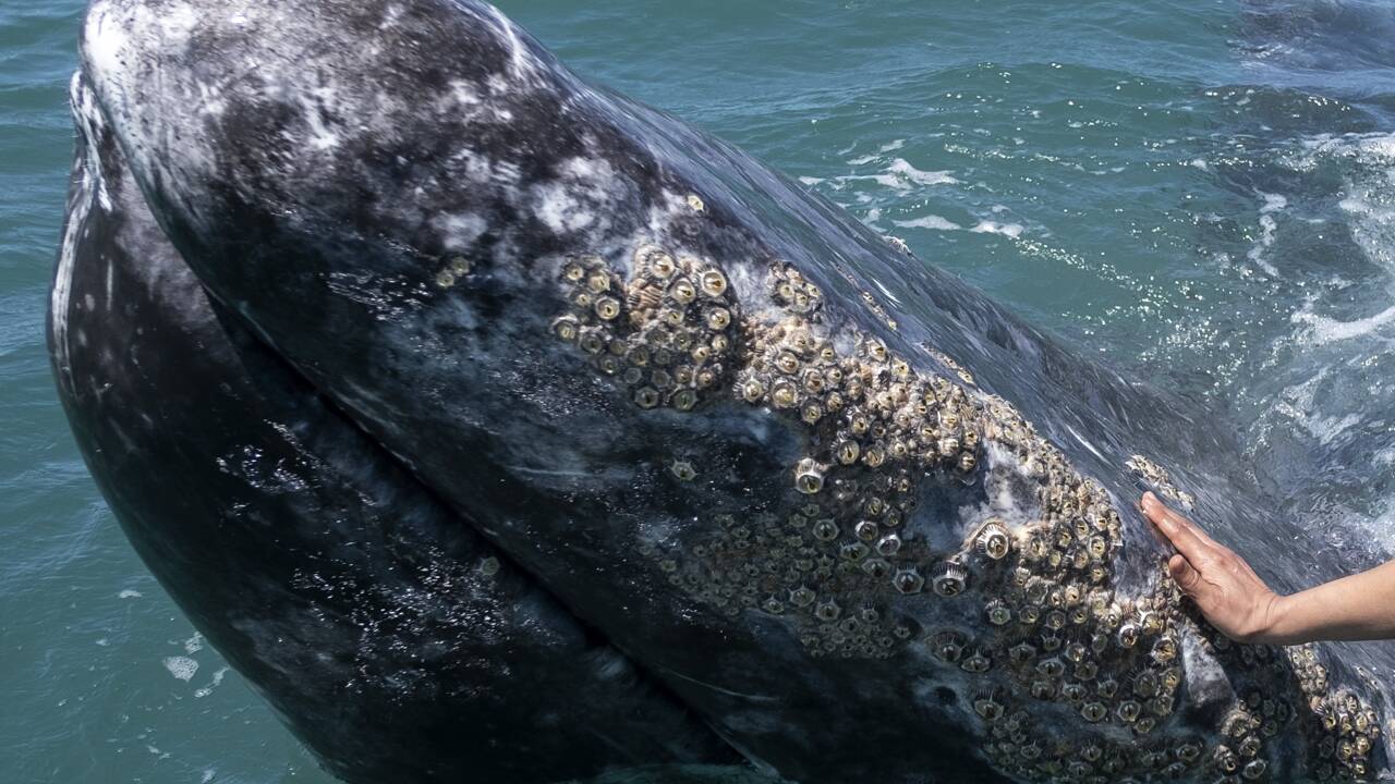 Au Mexique, boom de l'observation des baleines pour oublier la pandémie
