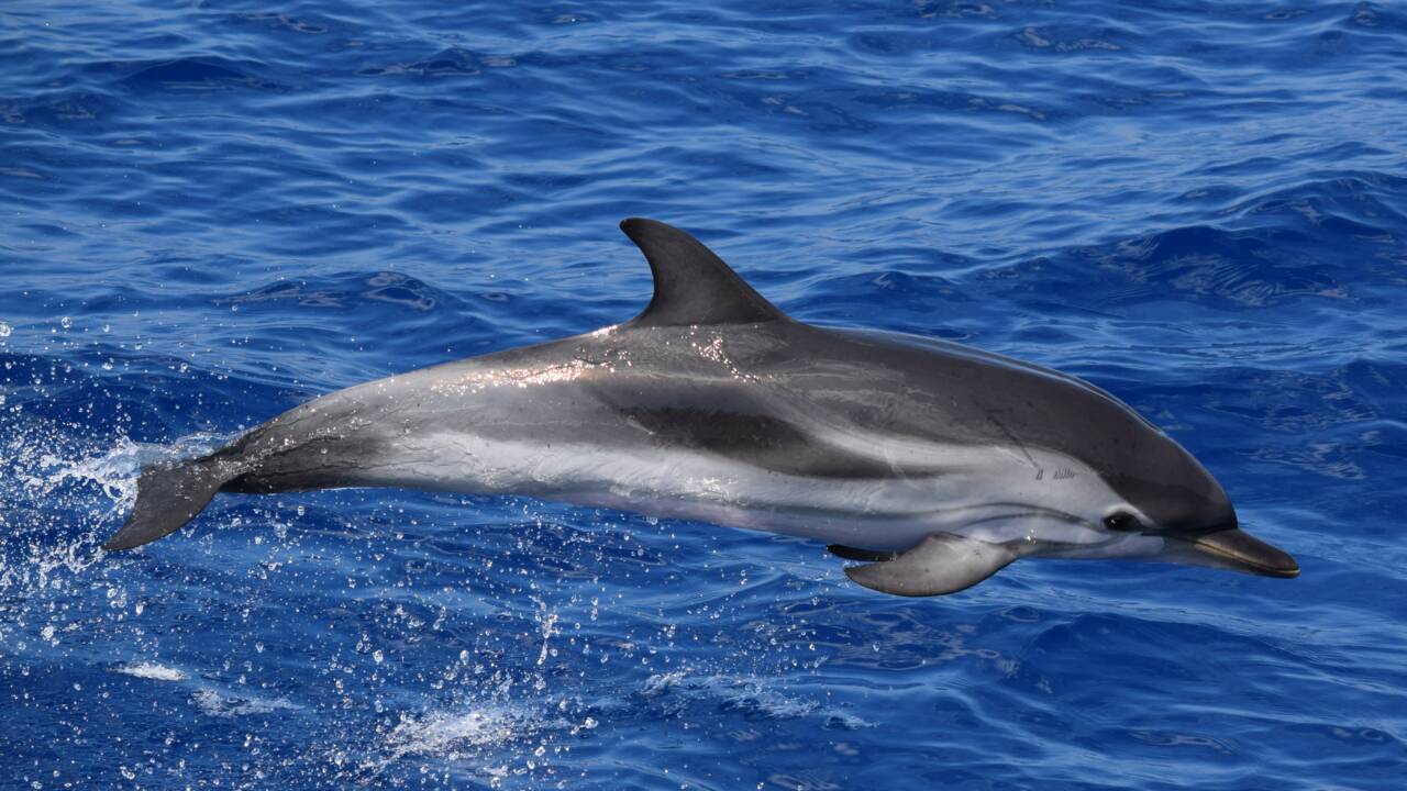 Deux dauphins filmés (pour de vrai) dans les canaux de Venise