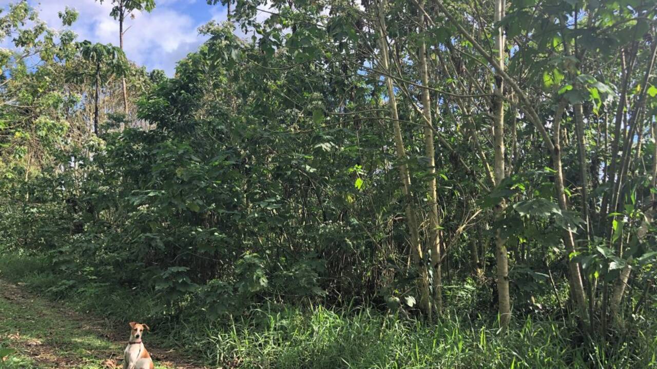Au Costa Rica, la pulpe de café pour régénérer les forêts