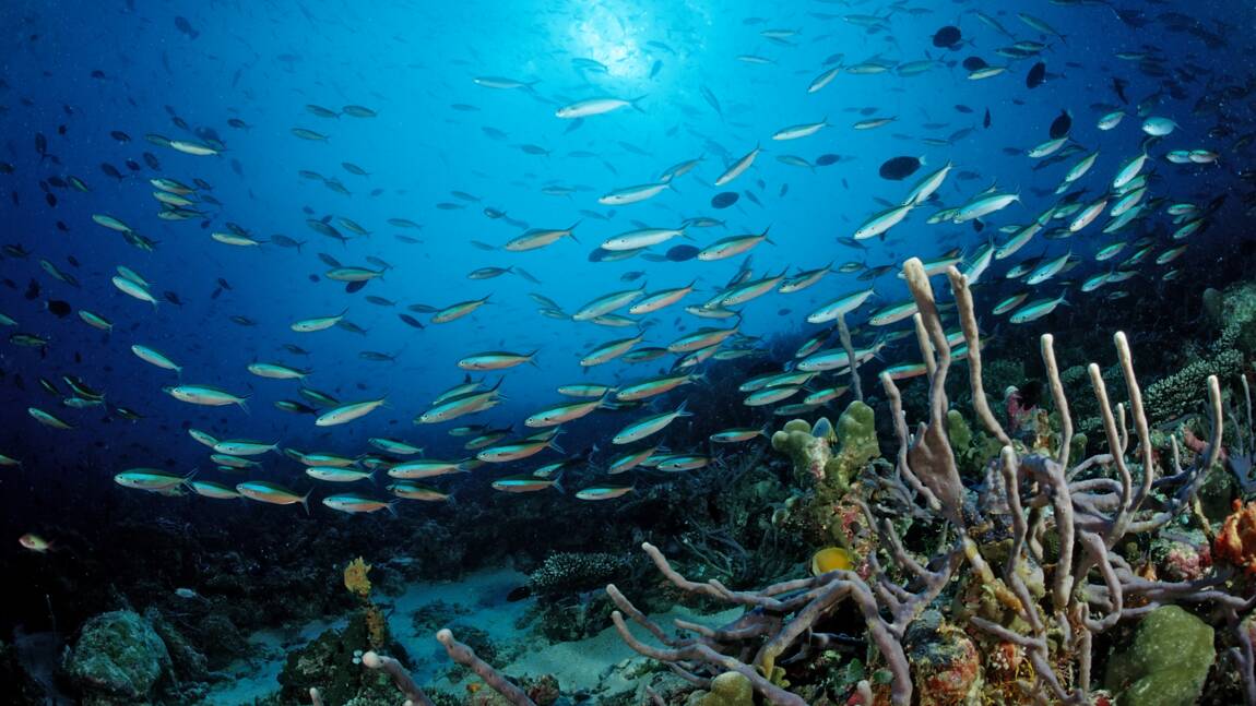 Le réchauffement climatique pousse les espèces marines à fuir l'équateur