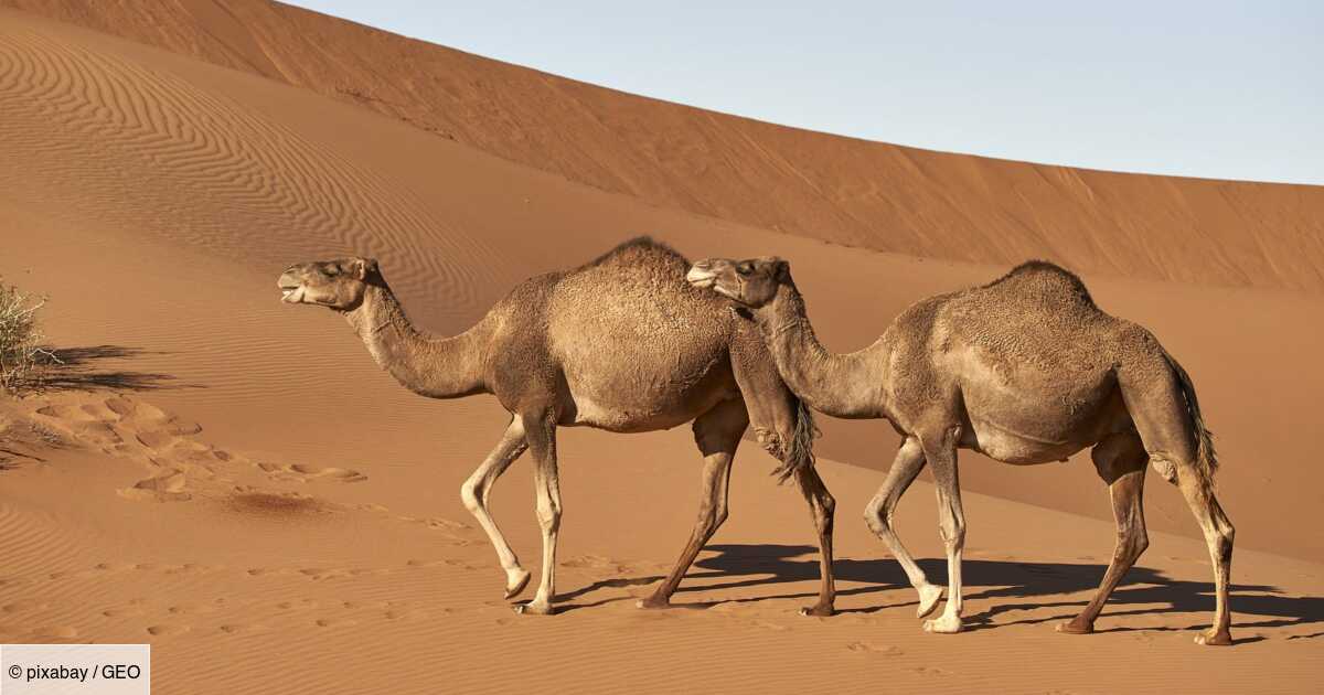 Chameau et dromadaire quelles différences ? Geo.fr
