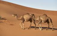 Camel and dromedary: what are the differences?