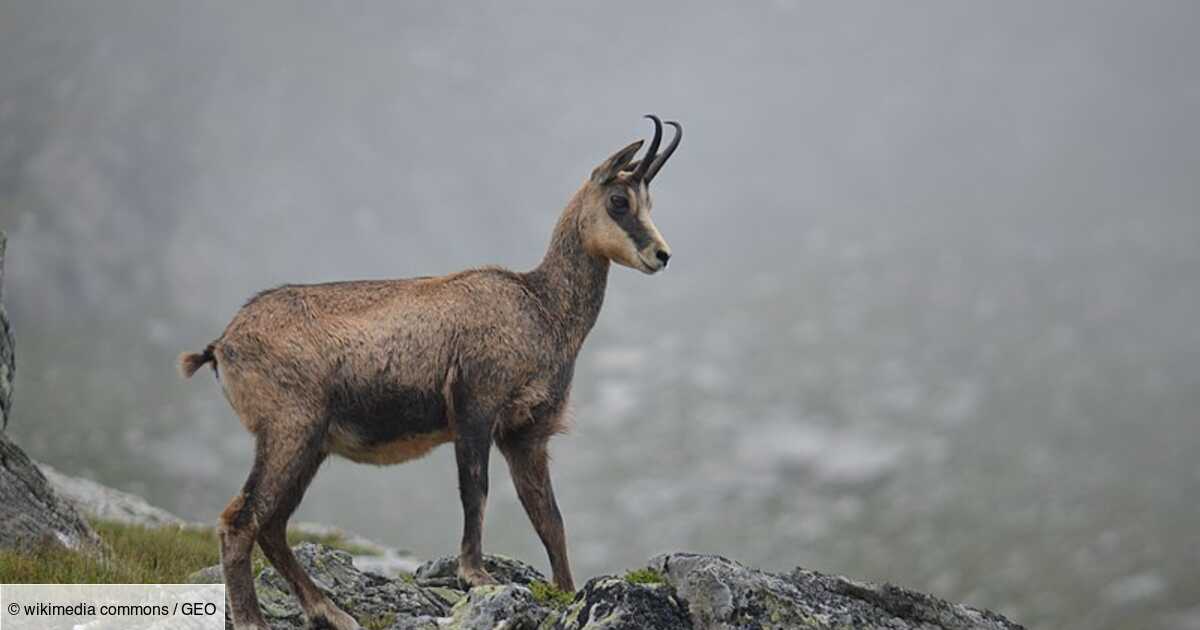 Quelles Differences Entre Un Chamois Et Un Bouquetin Geo Fr