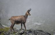 What is the difference between chamois and capricorn?