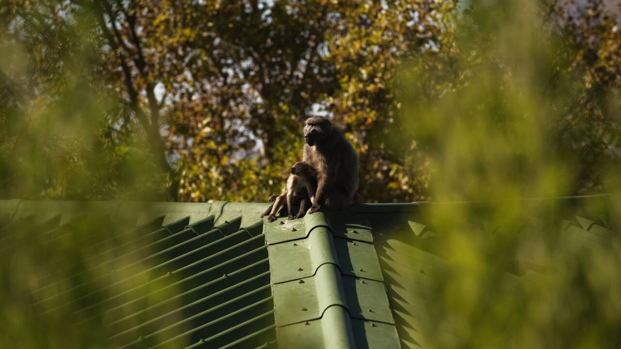 Fin de cavale pour un babouin sans foi ni loi du Cap en Afrique du Sud