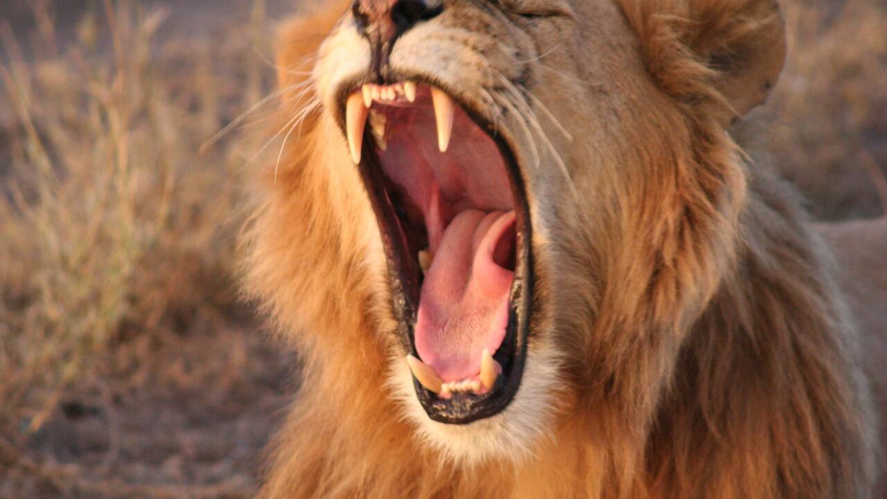 Pourquoi les lions bâillent-ils si souvent ? 