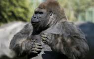 Why do male gorillas pat each other's breasts?