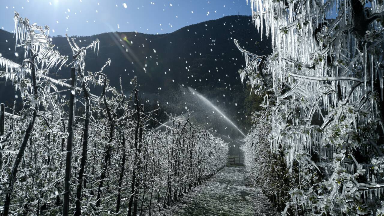 Italie: la glace pour combattre le gel tuant les plantes