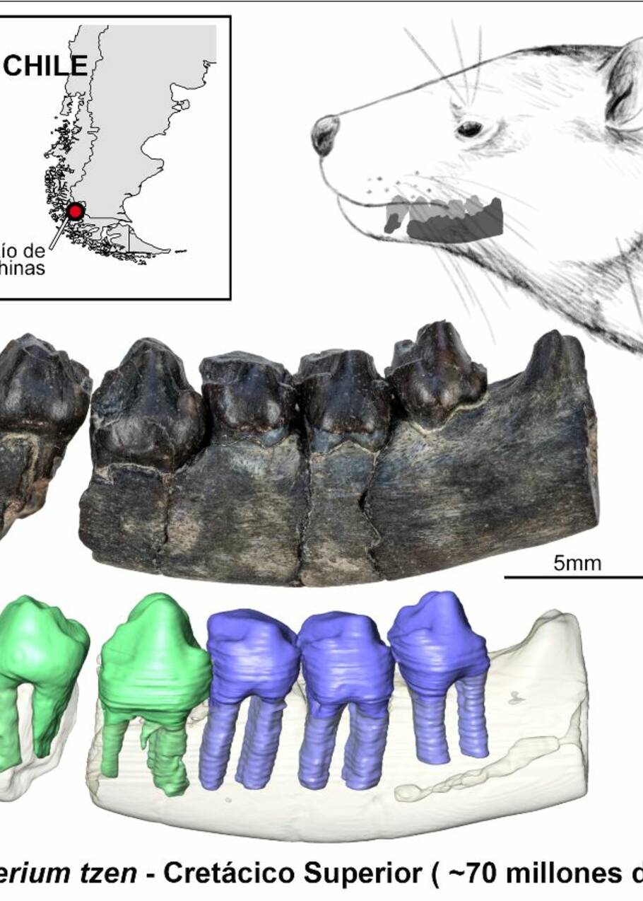Une nouvelle espèce de mammifère vieille de 72 millions d'années découverte au Chili