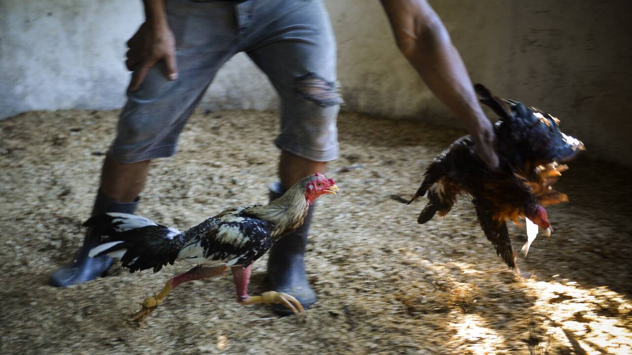 Cuba: les combats de coqs épargnés de la loi sur le bien-être animal