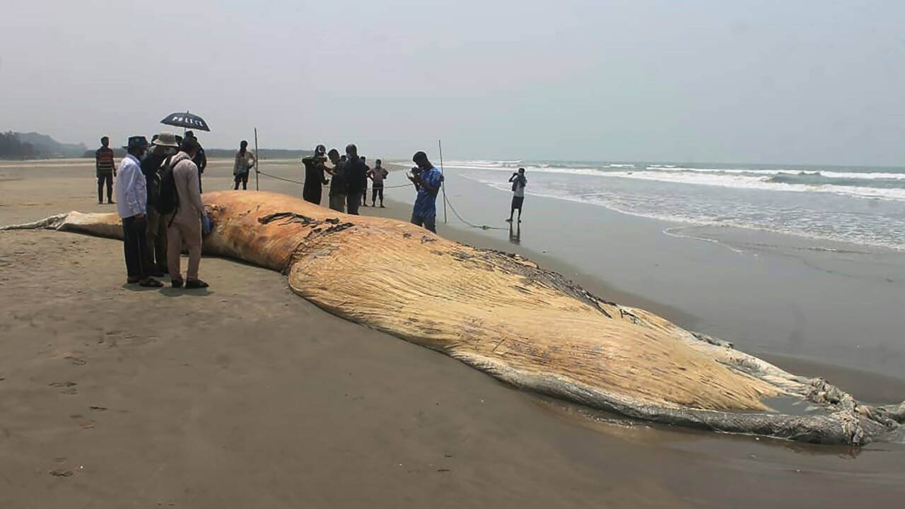 Les cadavres de deux baleines échoués sur une plage au Bangladesh