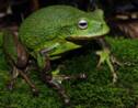 Pérou : une nouvelle espèce de grenouille découverte en forêt amazonienne