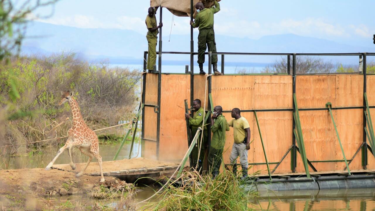 Kenya : toutes les girafes qui étaient piégées sur une île sont maintenant en lieu sûr