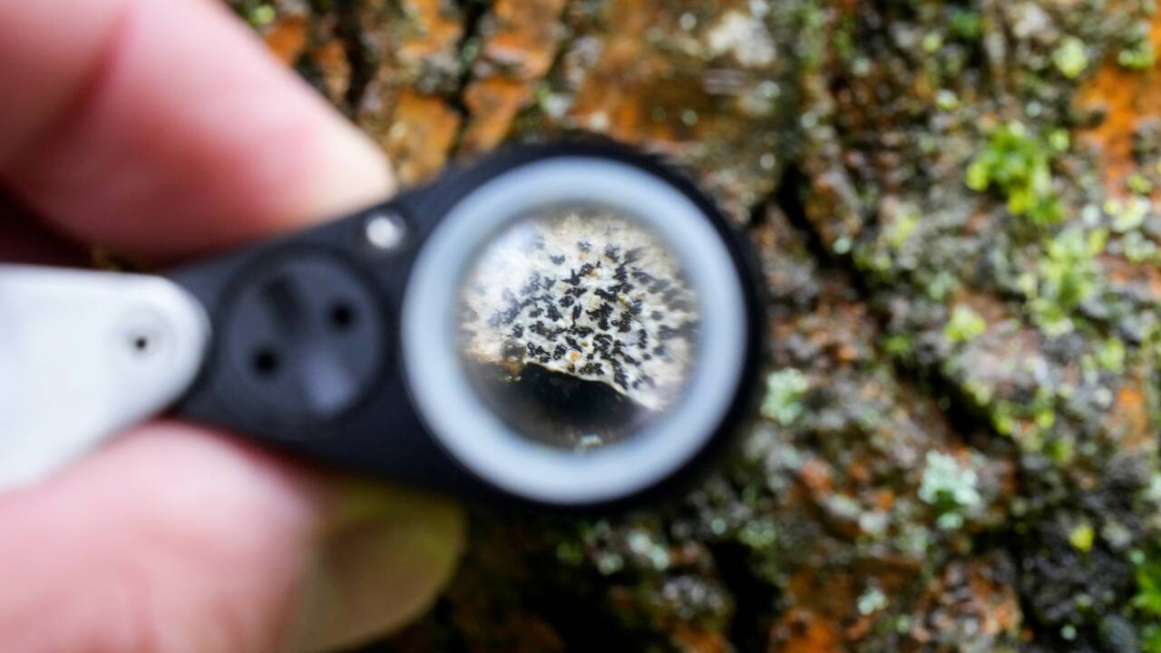 Les lichens, sentinelles de l'environnement et réservoir méconnu de molécules à potentiel médical