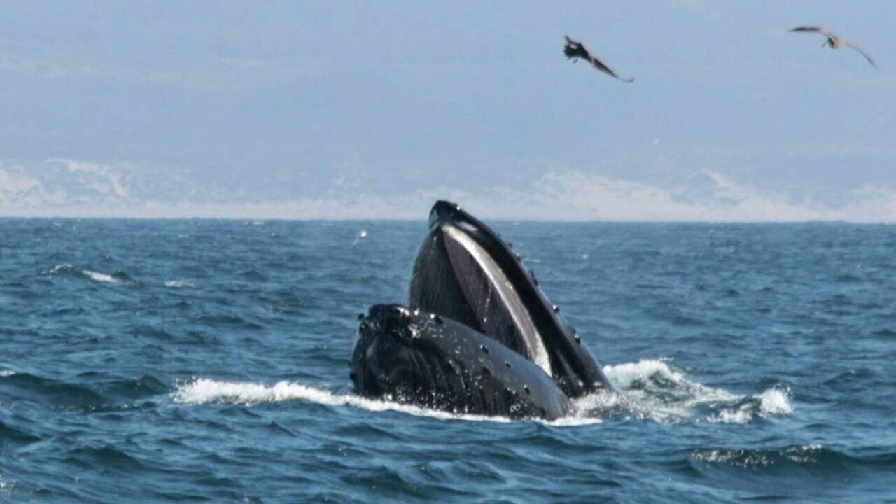 Afrique du Sud : une baleine fait tomber un touriste d'un bateau et manque de l'avaler
