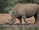 Tout ce qu'il faut savoir sur le rhinocéros