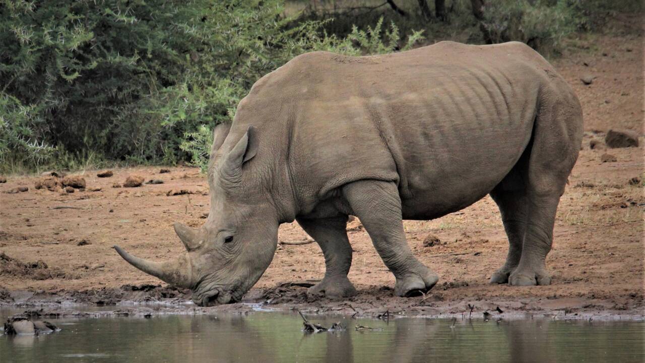 Tout ce qu'il faut savoir sur le rhinocéros