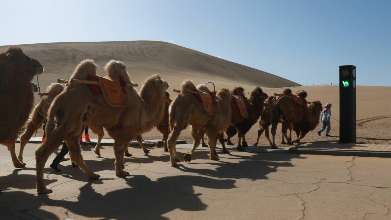 La Chine inaugure le premier feu de circulation pour... chameaux 