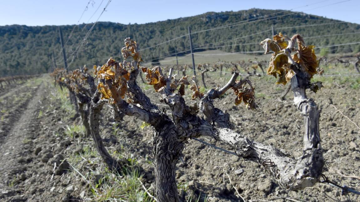 Gel: au moins 2 milliards d'euros de manque à gagner pour la viticulture