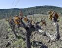 Gel: au moins 2 milliards d'euros de manque à gagner pour la viticulture