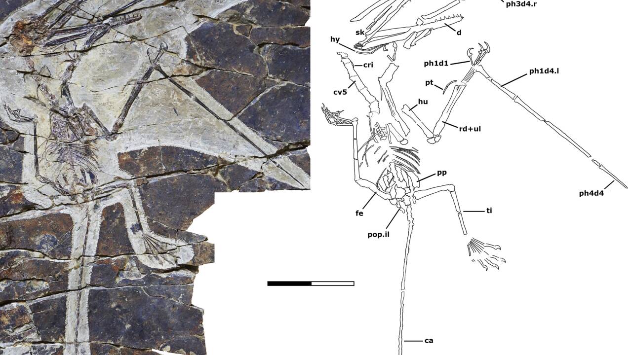 Un ptérosaure de 160 millions d'années livre le plus ancien exemple de pouce opposable