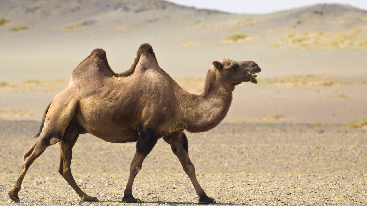 Un chameau meurt après avoir avalé 2000 sacs plastiques à Dubaï