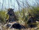 Programme de réintroduction de jaguars dans le nord-est de l'Argentine