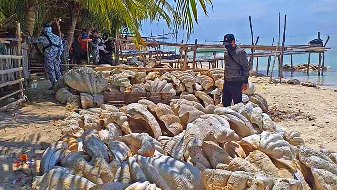 Philippines : saisie record de 200 tonnes de coquillages géants