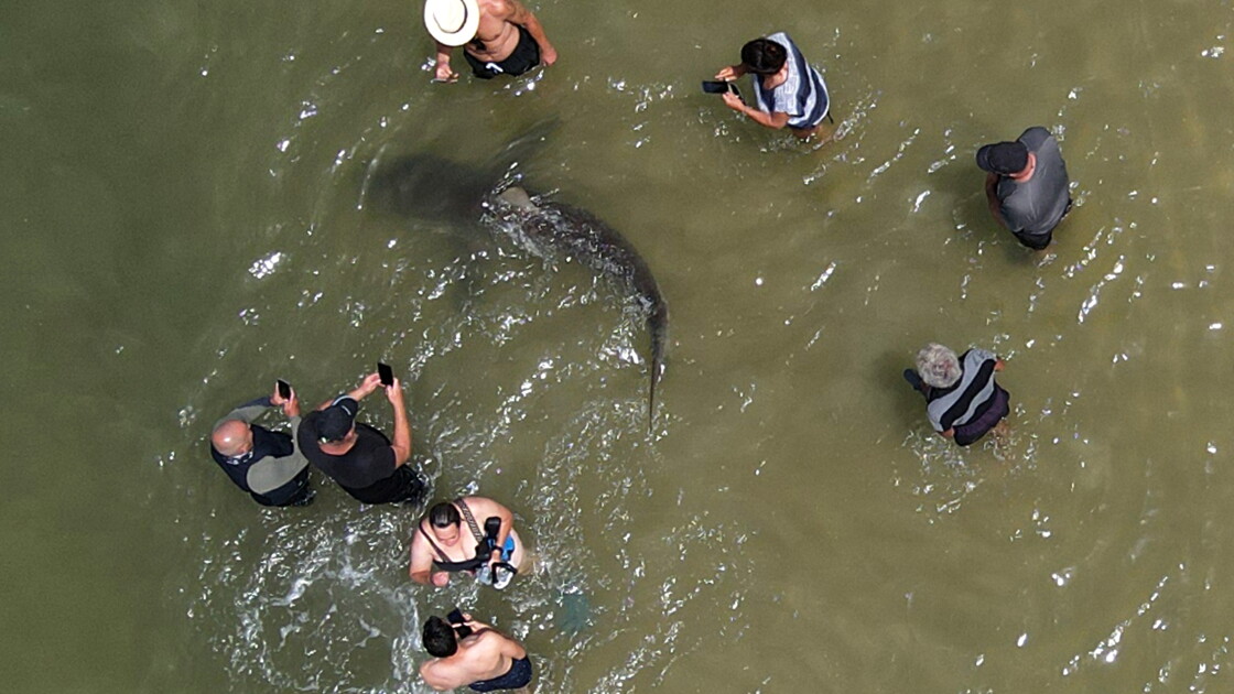 En Israël, des requins affluent sur la côte... pour le plus grand bonheur des baigneurs
