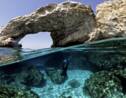 A Chypre, l'urgence de sauver les coraux du changement climatique