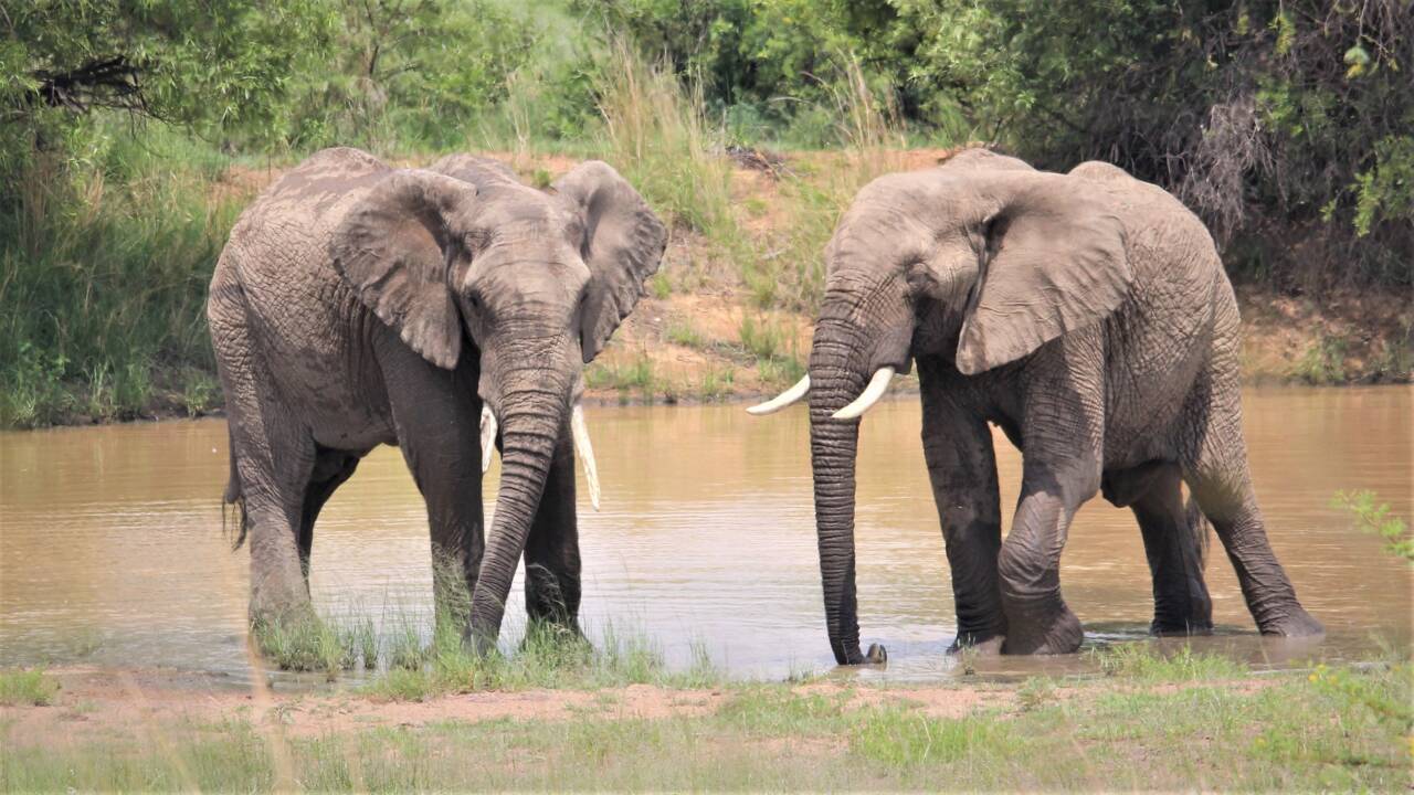 Afrique du Sud : un braconnier tué par des éléphants alors qu'il fuyait des rangers