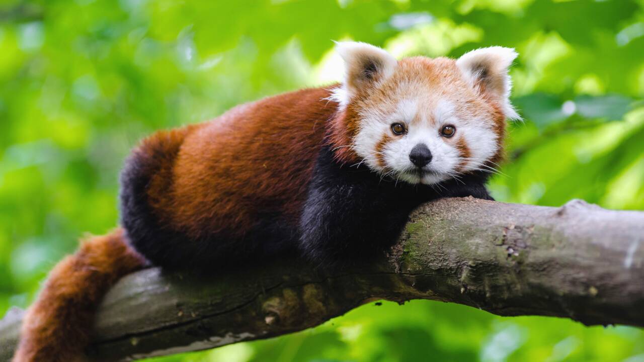 Tout ce qu'il faut savoir sur le panda roux 