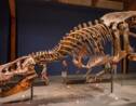 Les T. rex ne se déplaçaient pas aussi vite qu'on ne pensait, la preuve en 3D