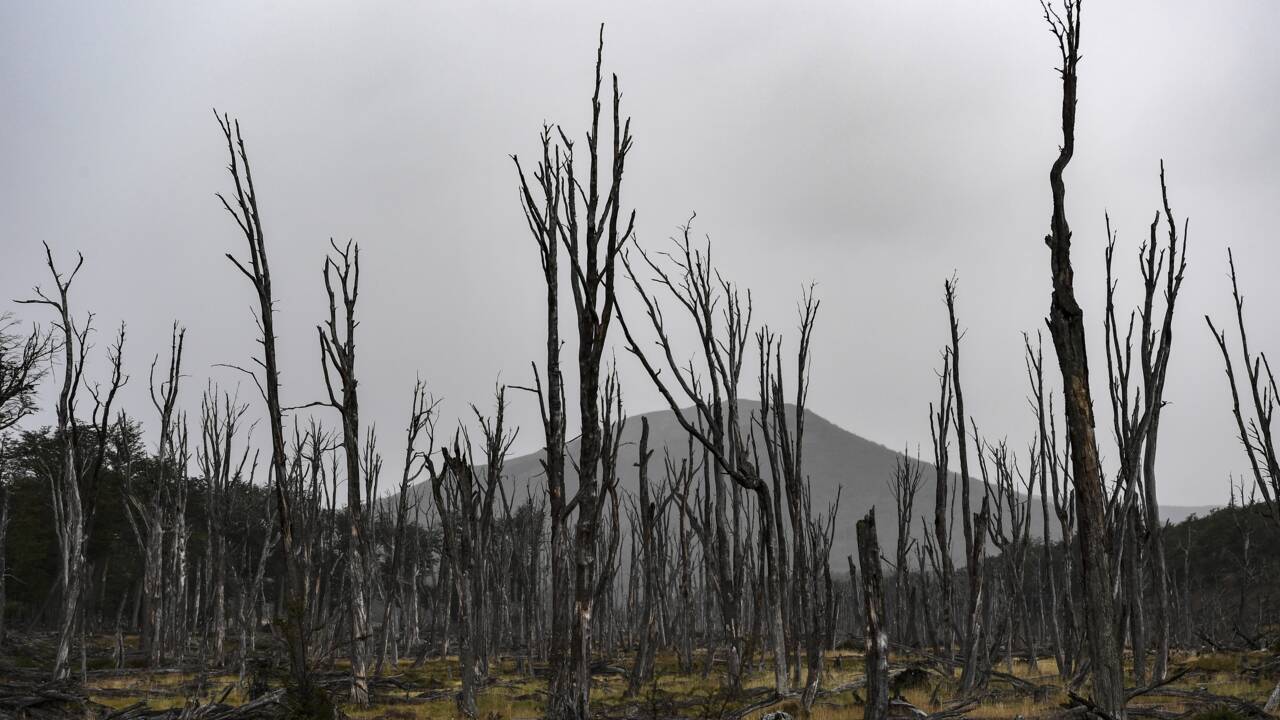 Au Chili, les castors ravagent le poumon végétal de la Terre de Feu
